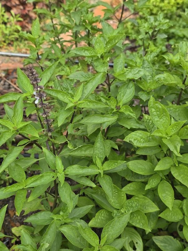 A Thai basil plant with a purple flower spike
