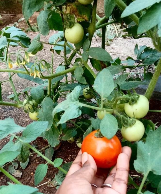 A ripe red tomato held beside green ones on the plant