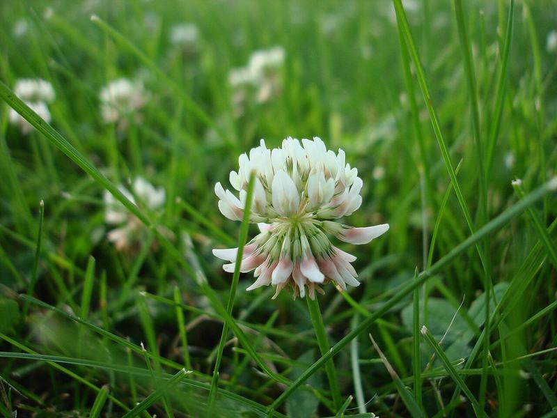 A white clover flower in a lawn