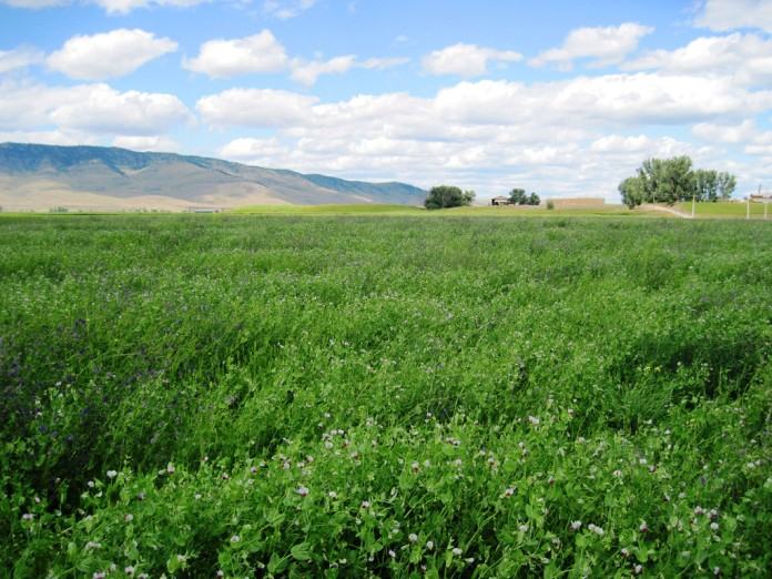 A field of Austrian winter peas as a cover crop