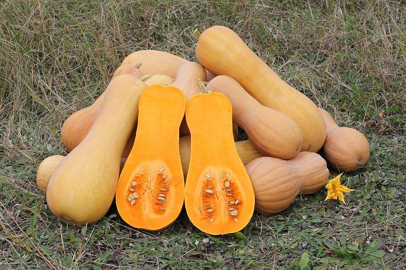 Butternut squash, one cut open to show the orange flesh